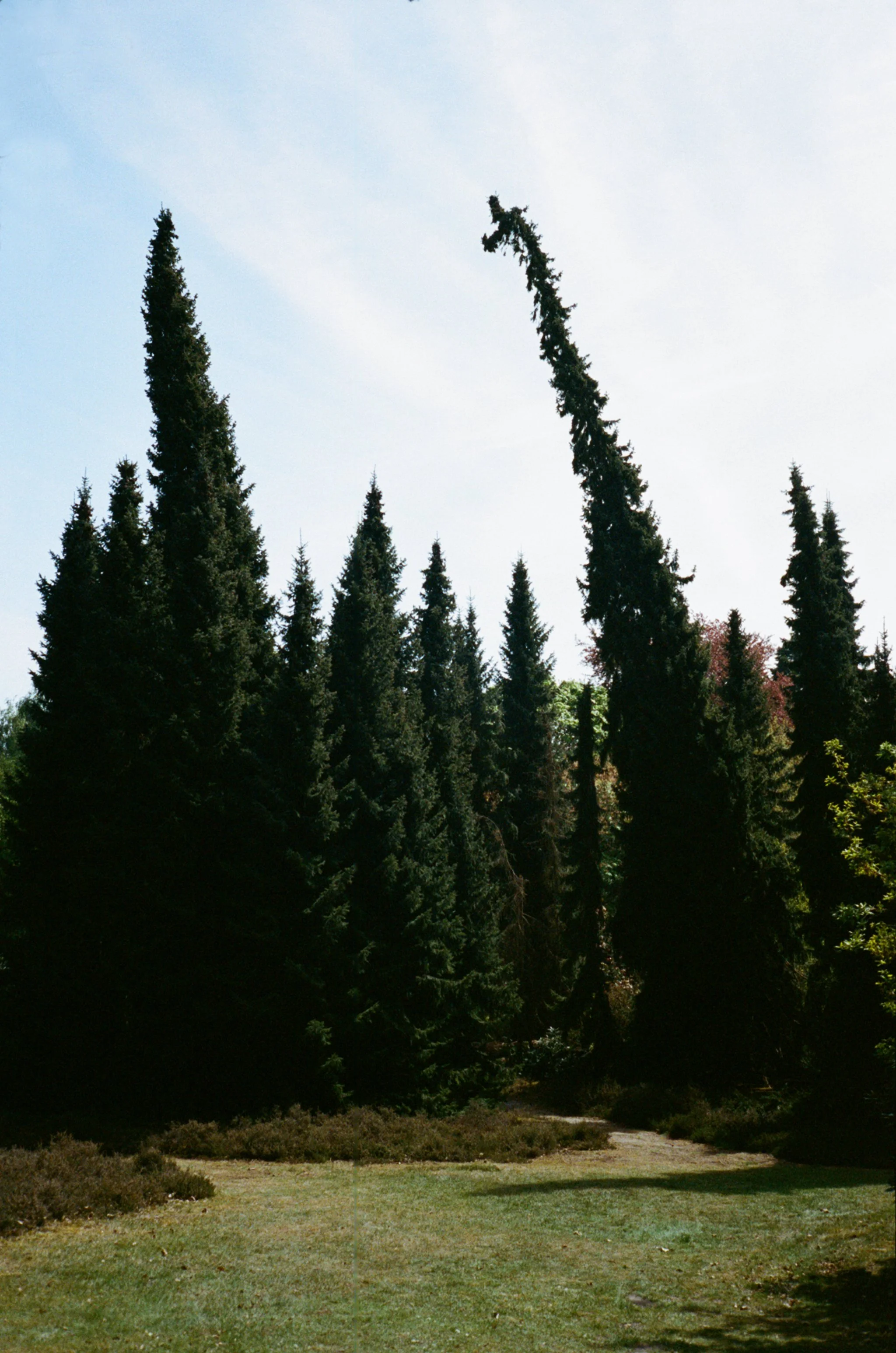 trees.jpg