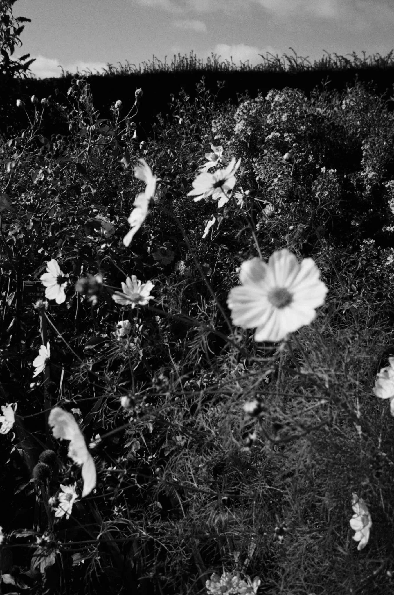 Cosmos — 94210012.jpg