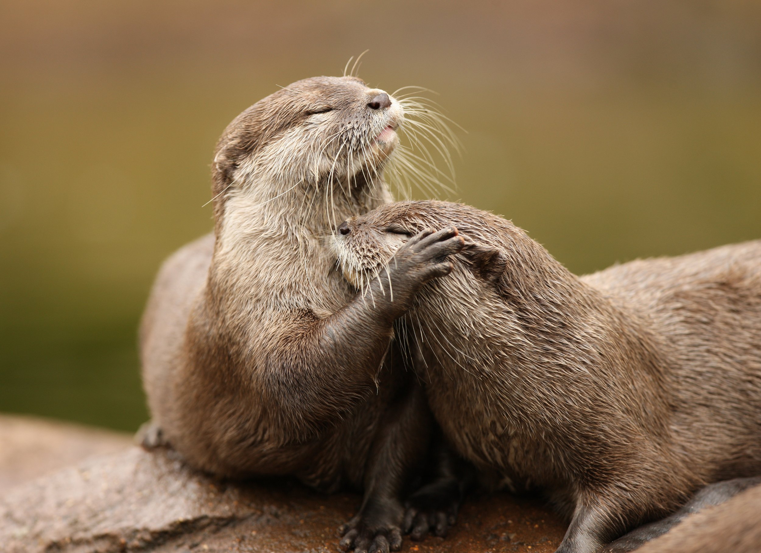 Two otters cuddling affectionately