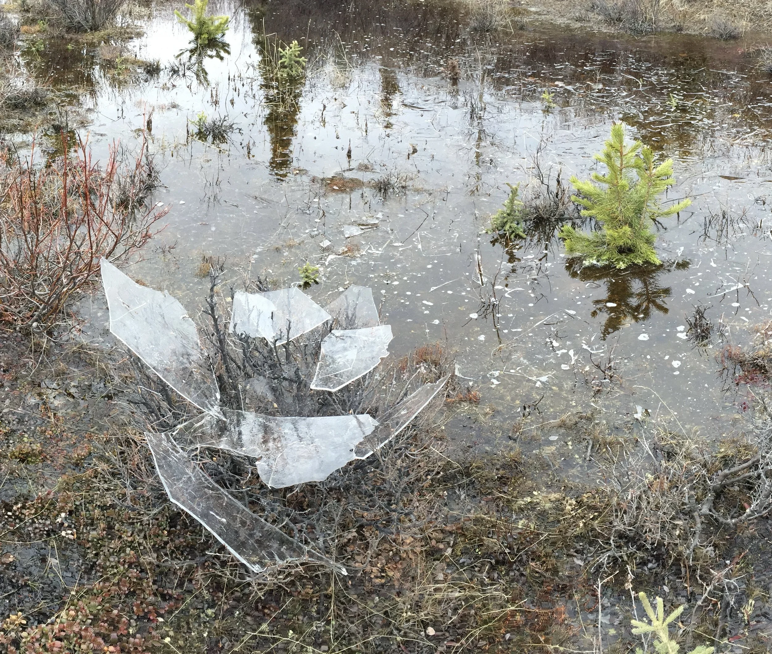 Ice shards in a shrub in a shallow pond with small green plants and bushes.
