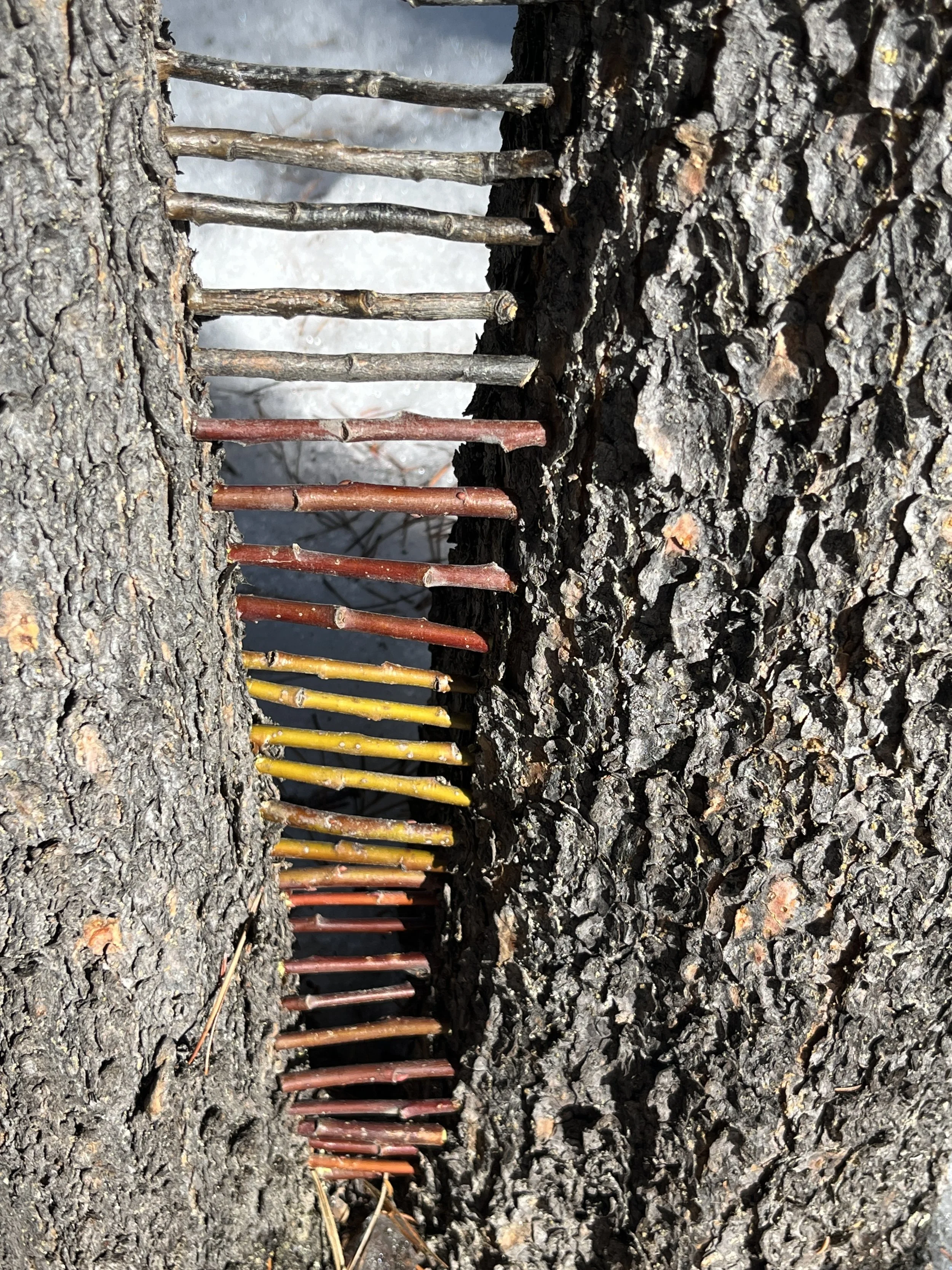 willow sketch between tree trunks