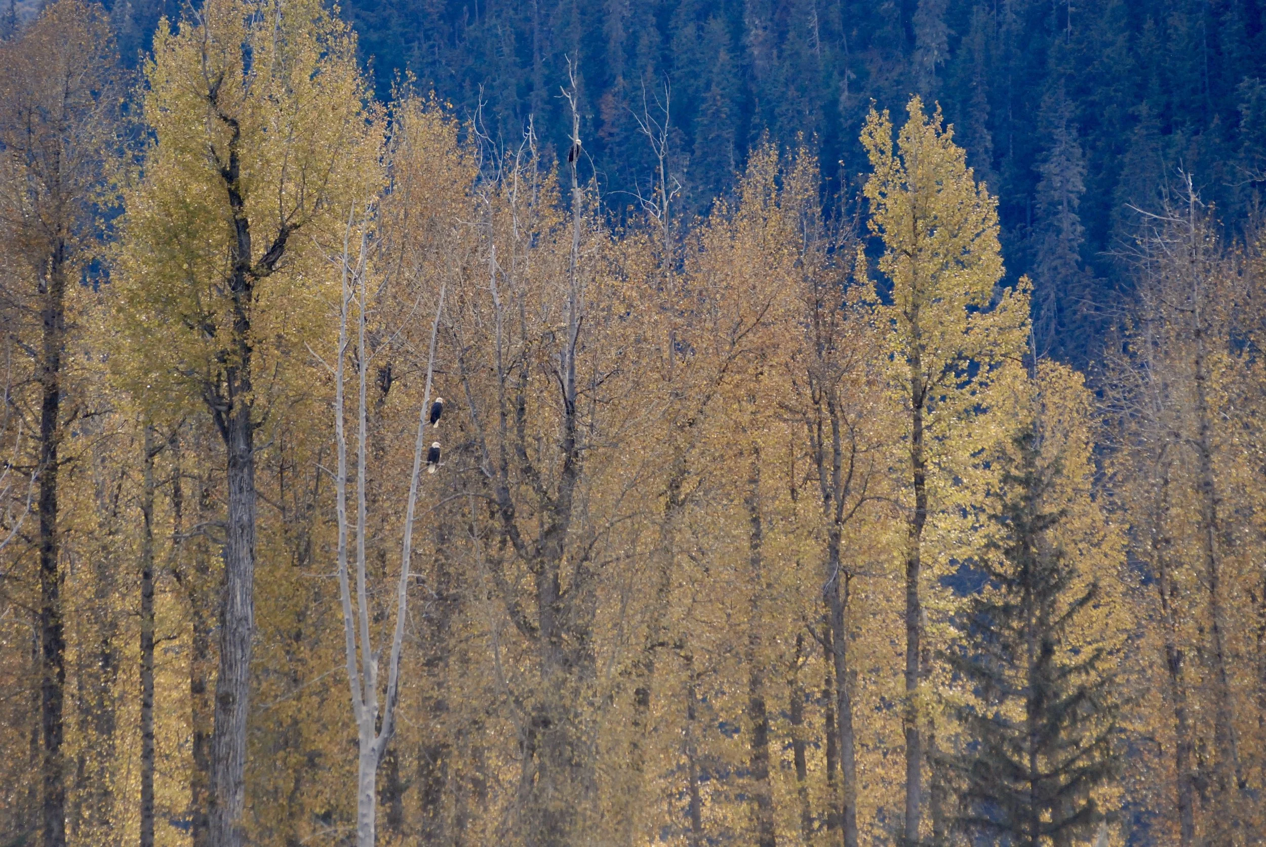 DSC_0101.JPG