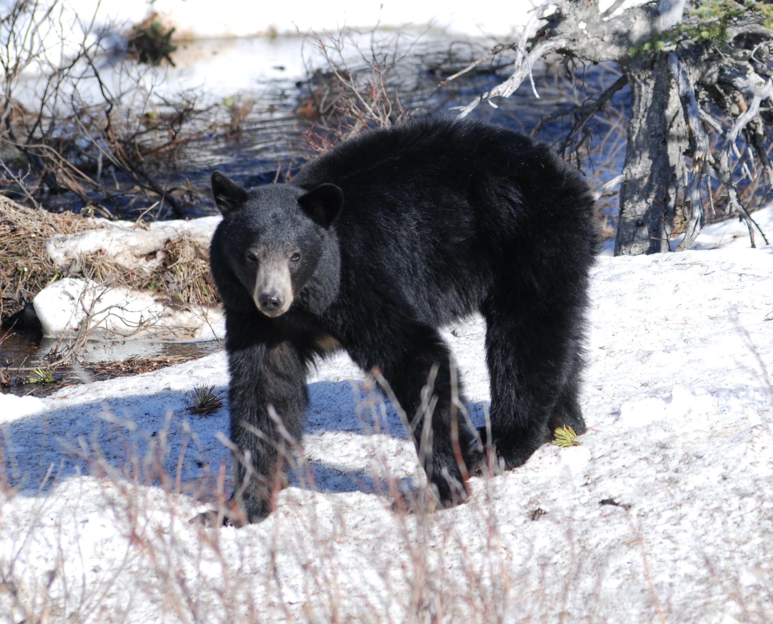 DSC_0185.JPG