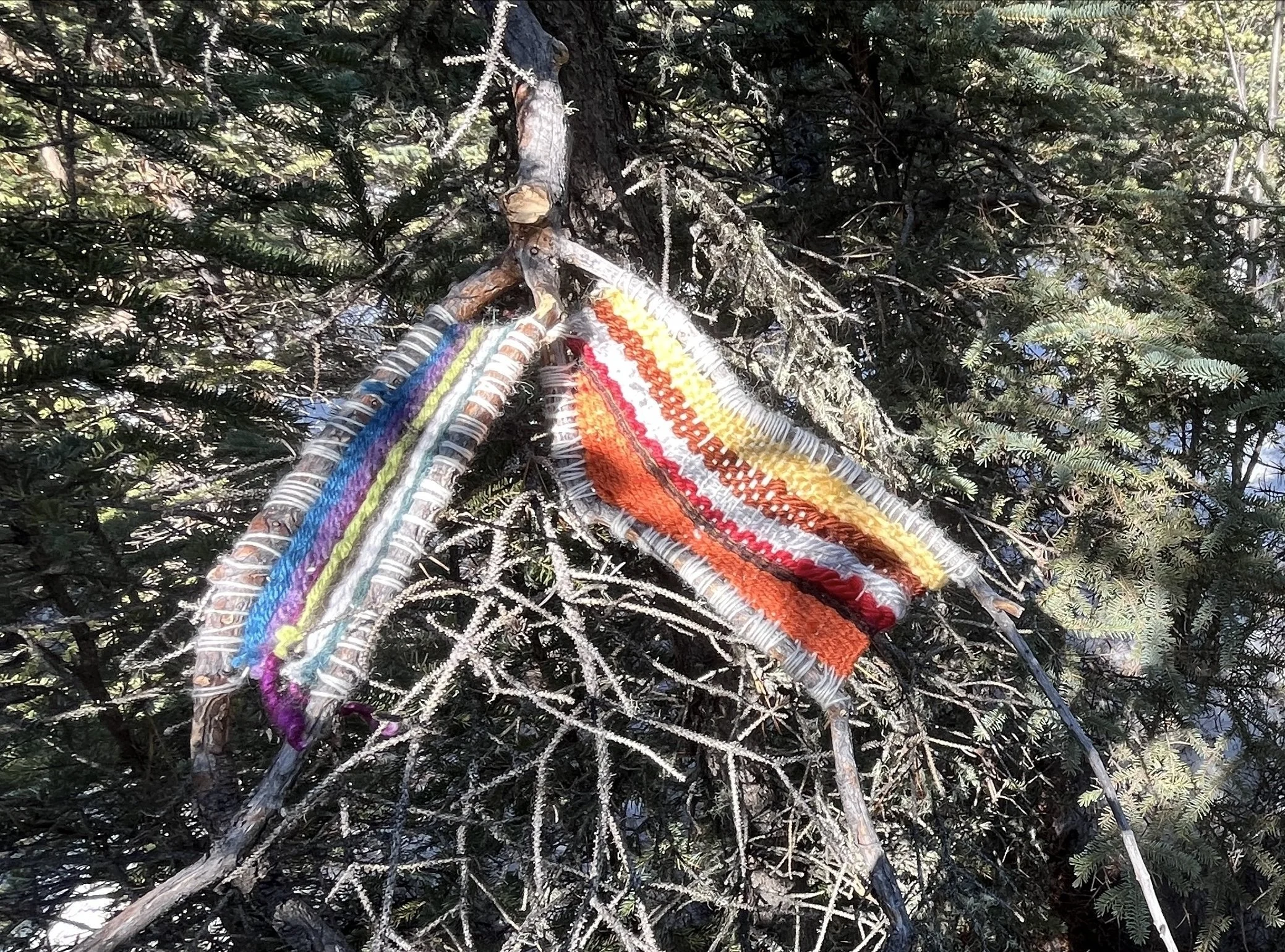 Colorful woven fabric strips are hanging from a branch of an evergreen tree with frosted needles.