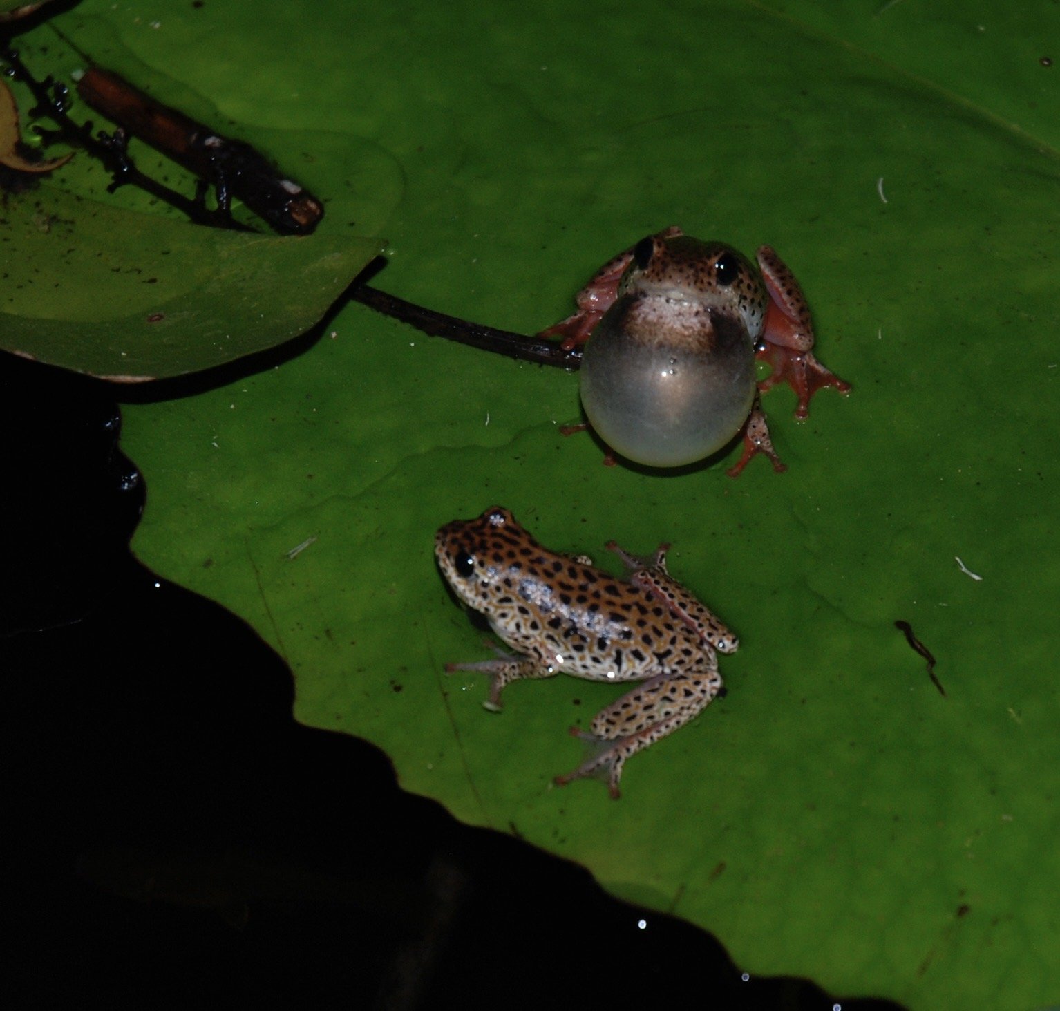 DSC_0721.JPG