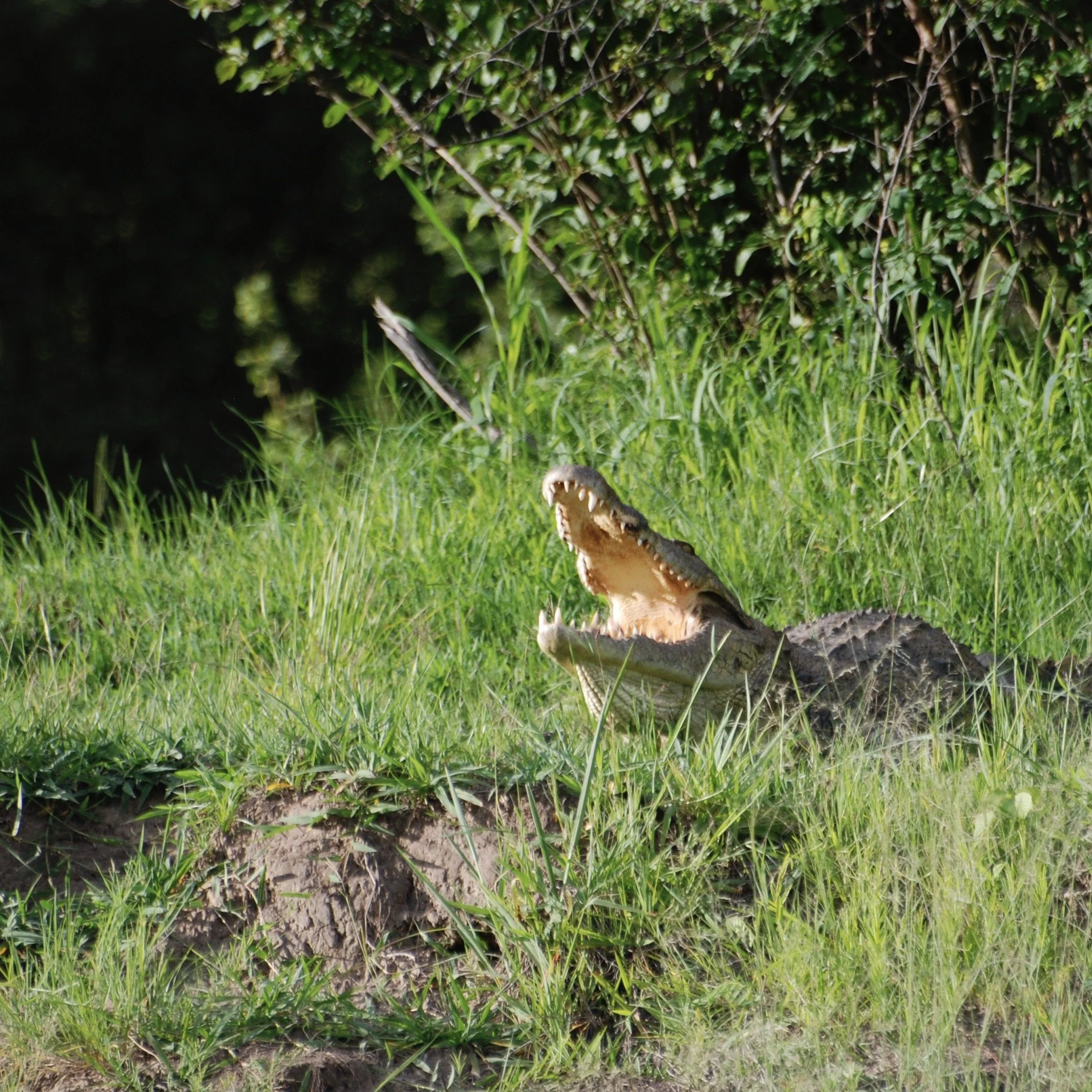 DSC_0968.JPG