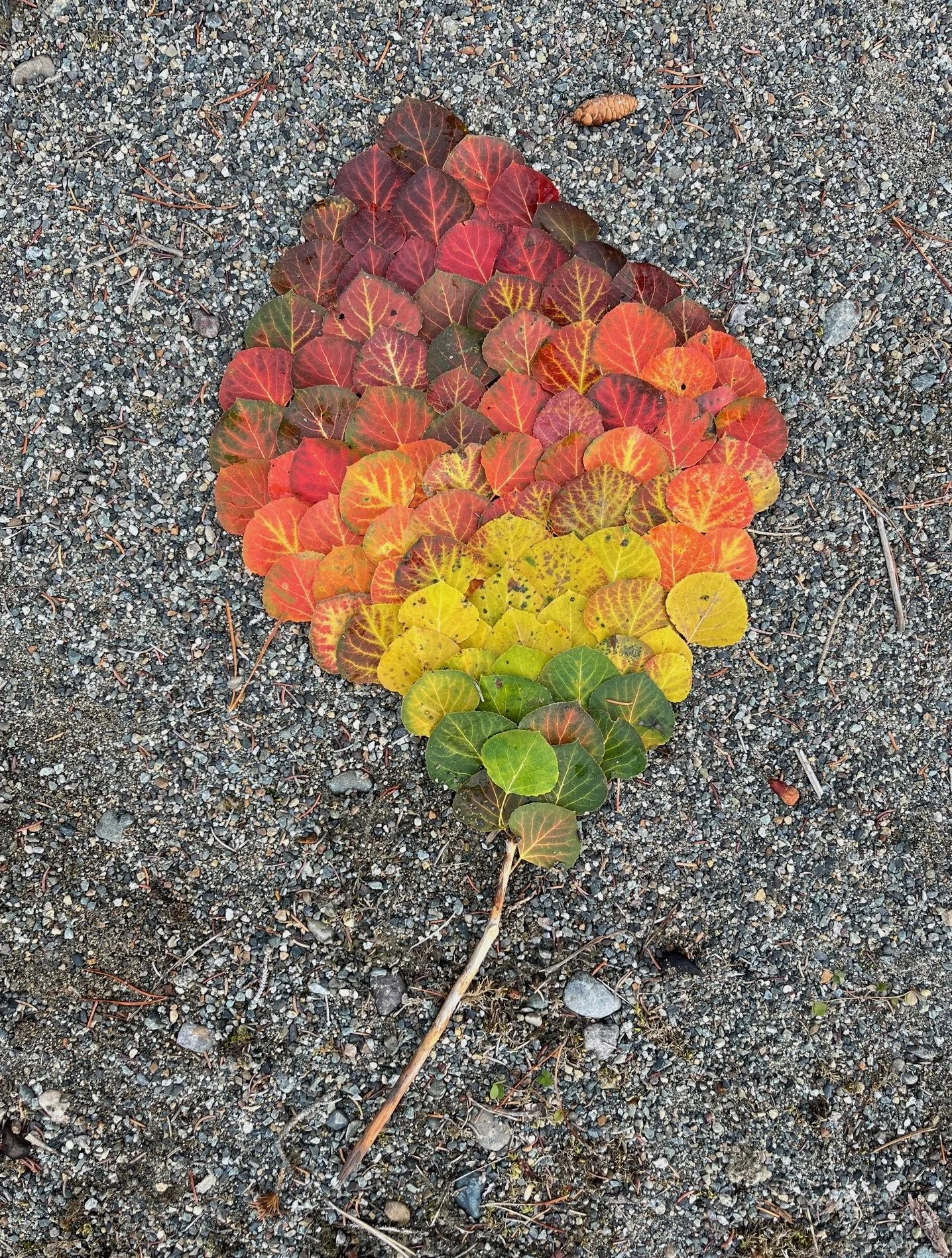 A collection of colorful fall leaves arranged on gravel, forming a leaf shape starting with green at the bottom, yellow, orange, red, and dark red at the top.