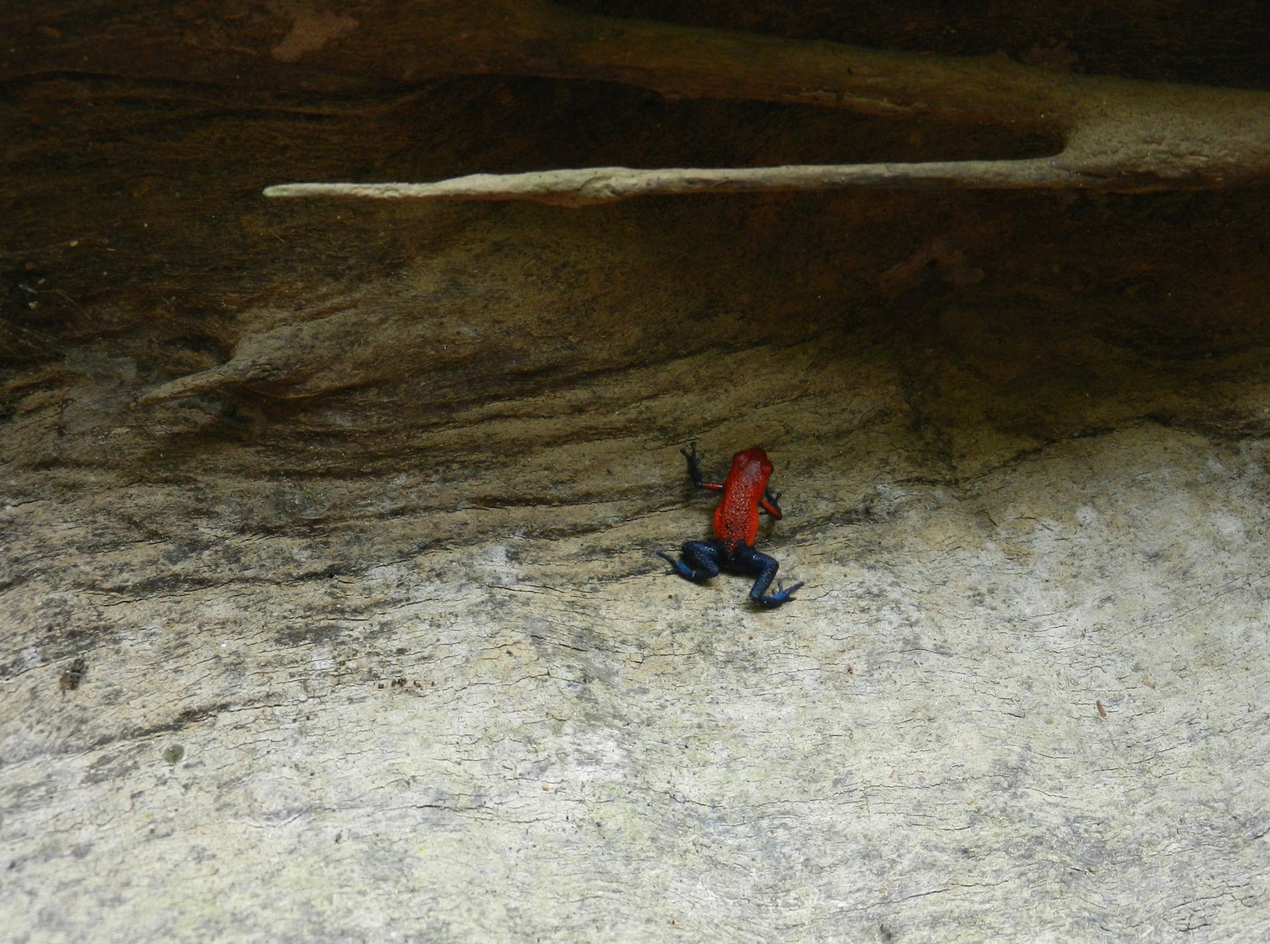 Creatures Big and Small