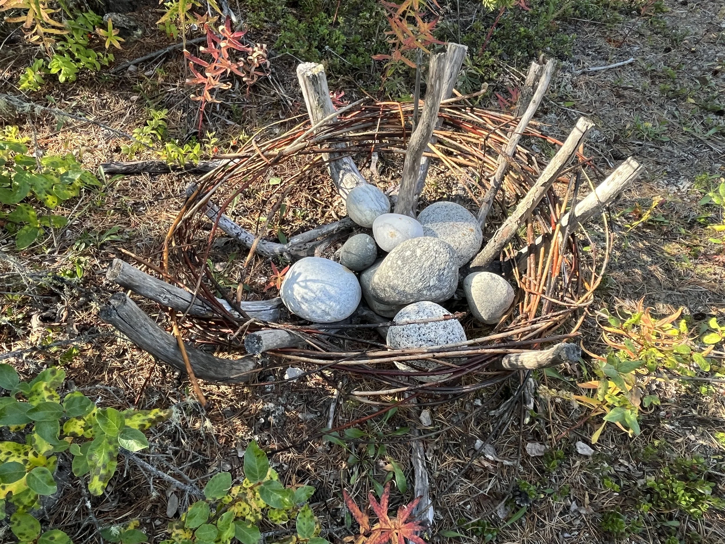 A bird's nest made of twigs and sticks with various smooth stones placed inside, situated on the ground among small green and red plants and dry soil.