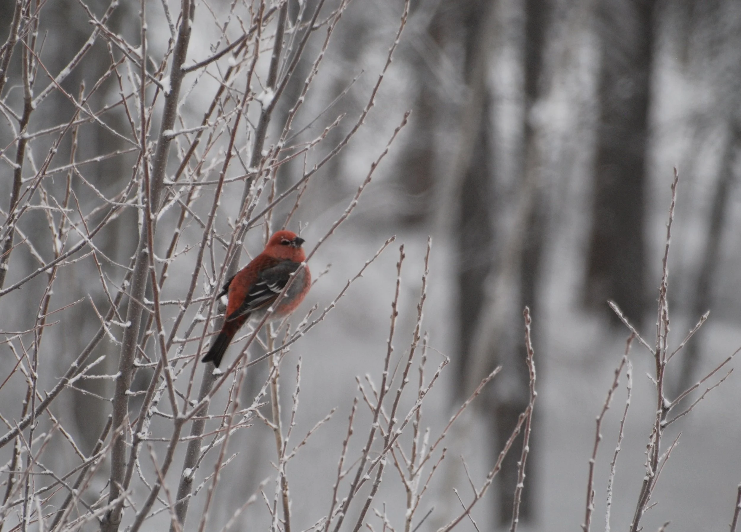 DSC_0044_6.JPG