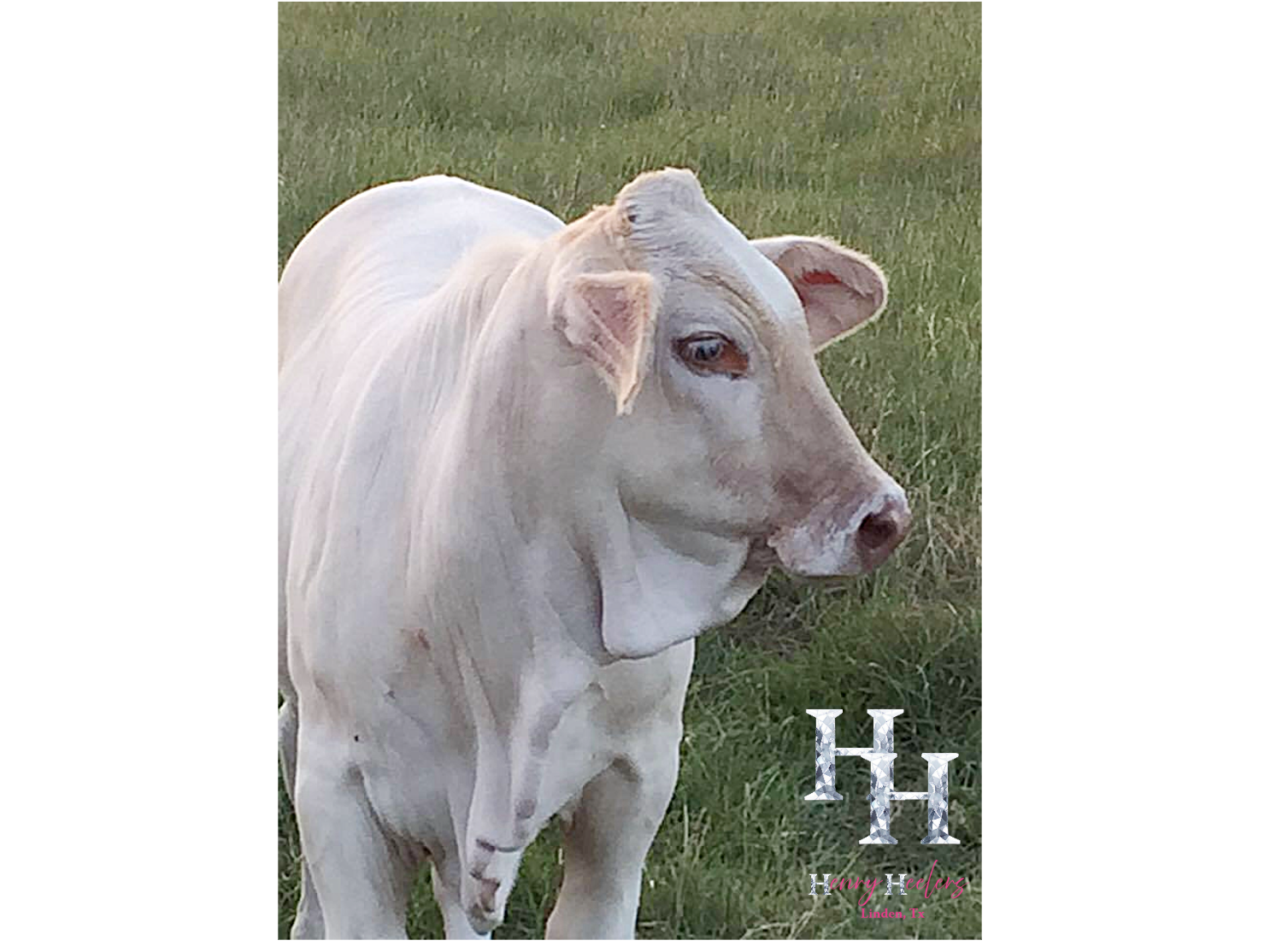 Resize image project (36).png