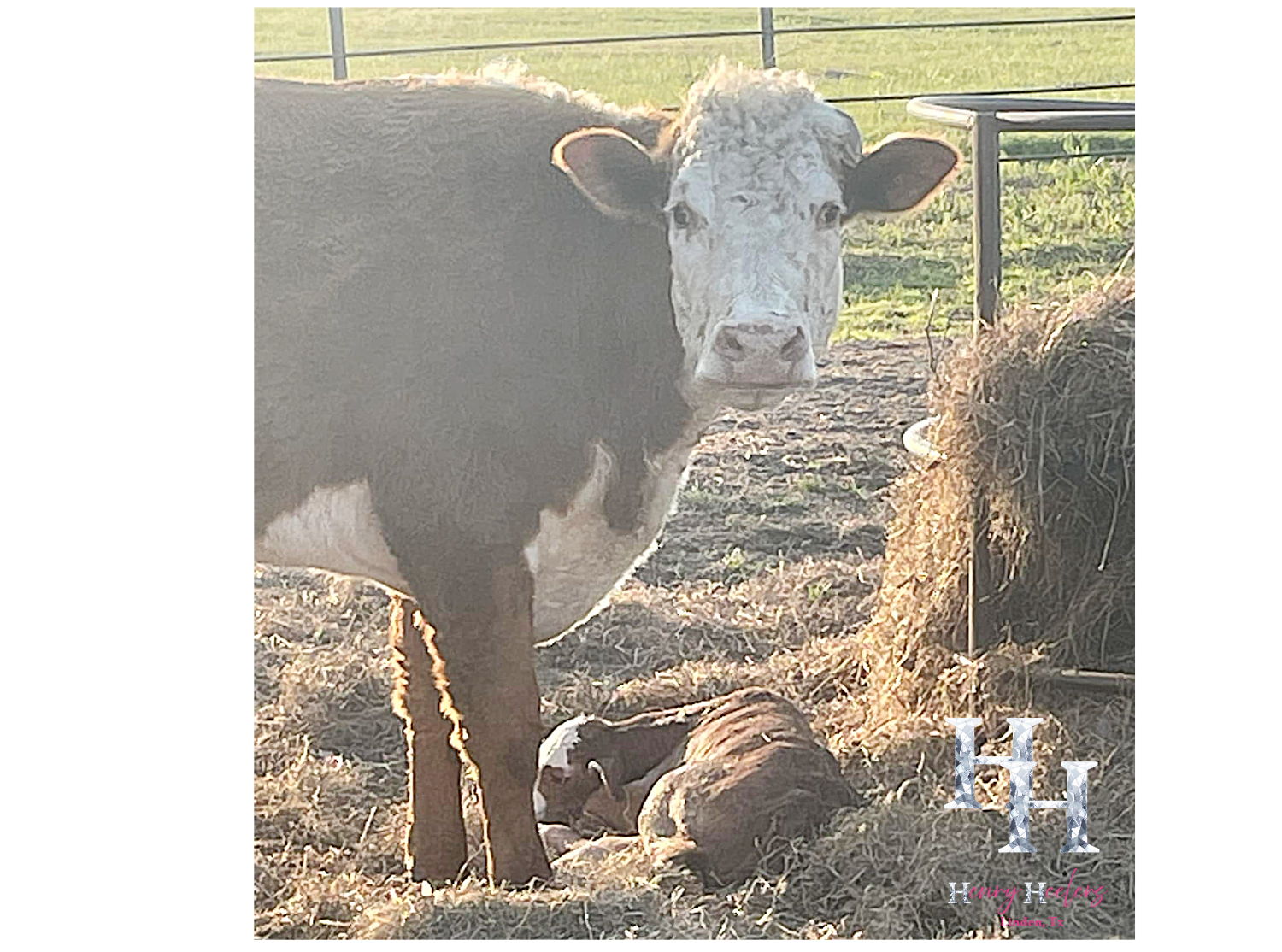 Resize image project (31).png