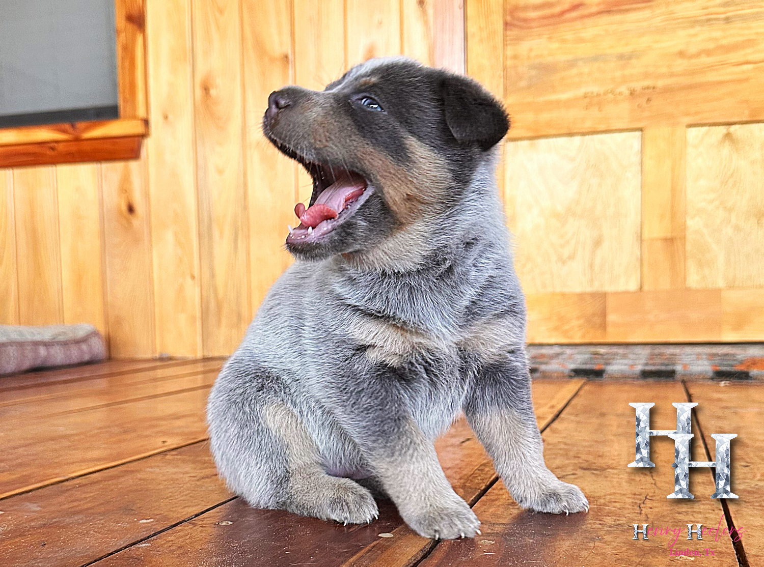 Blizzard's Pup-Female Slate