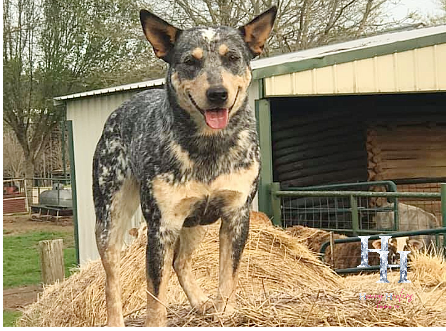 Resize image project (30).png