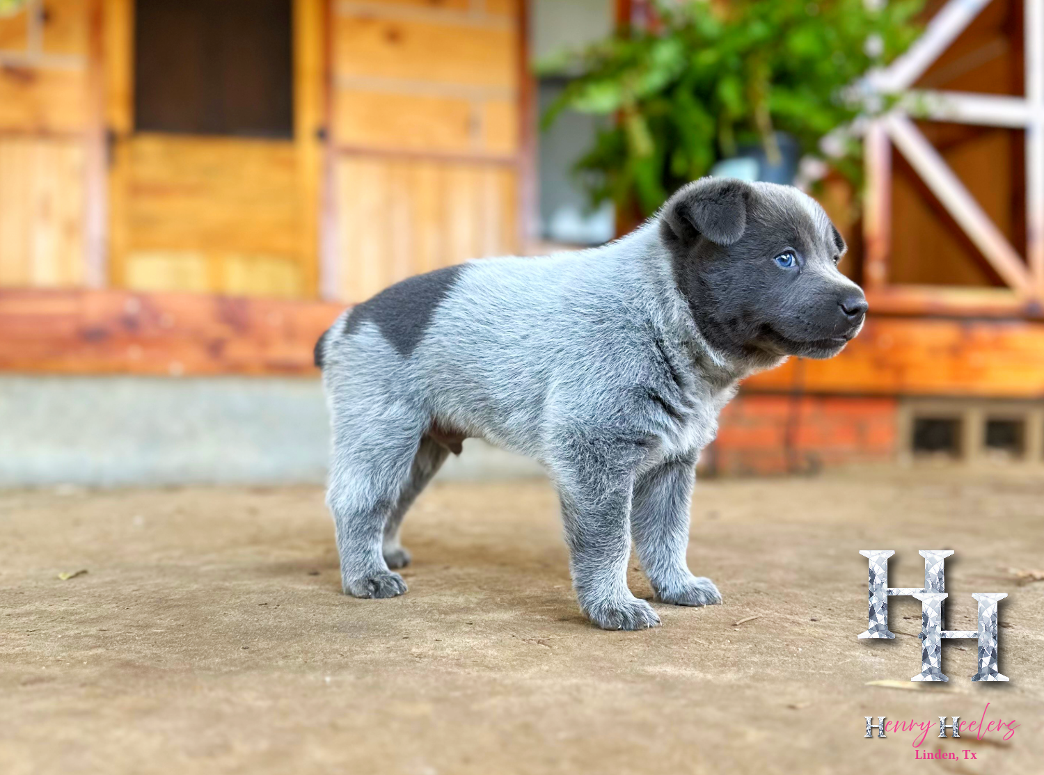 Blizzard's Pup- Male