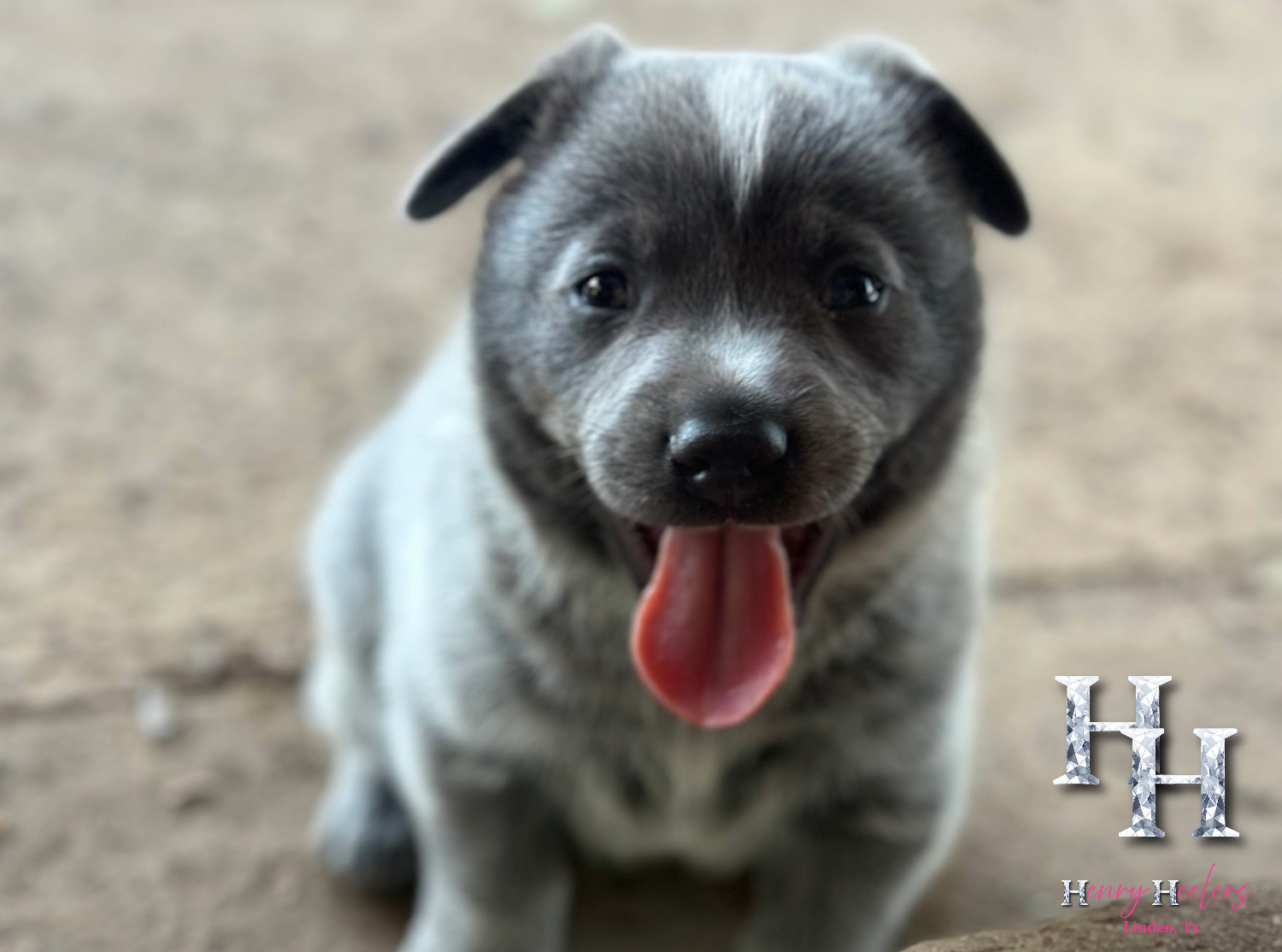 Blizzards Puppy- Cute photo with tongue out.