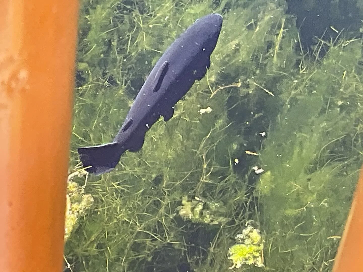 Our BearWorld adventure was so fun and eventful. Thank you @connectwithnature92 for taking us!!