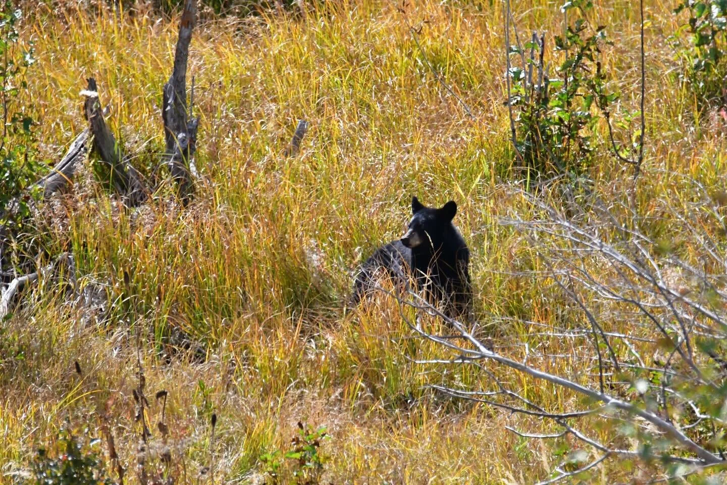 Bears are so fun ☺️ #bears #autism #photography #hidinginthegrass