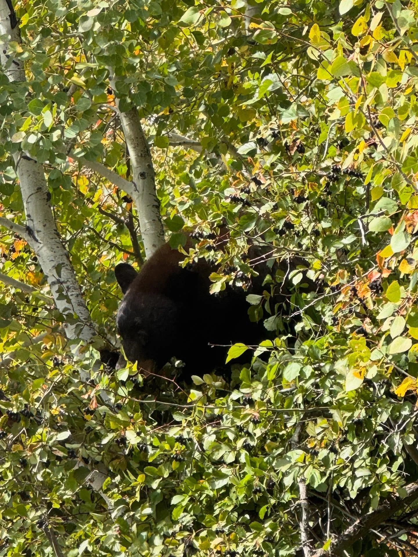 Let&rsquo;s be as happy as this bear in an elderberry tree 🧸🫐😋😋#elderberry #jacksonhole #bear #fall