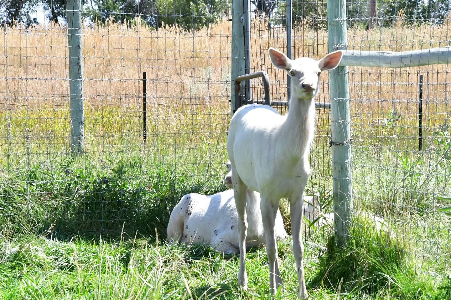 More of our bear world exploration @yellowstonebearworld