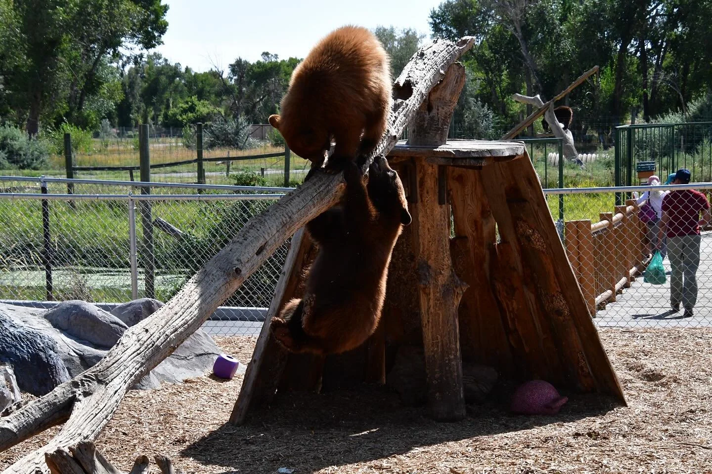 We live visiting bear world! Always a fun time to see all the bears. #bearworld #photgraphy #photographyclub @yellowstonebearworld