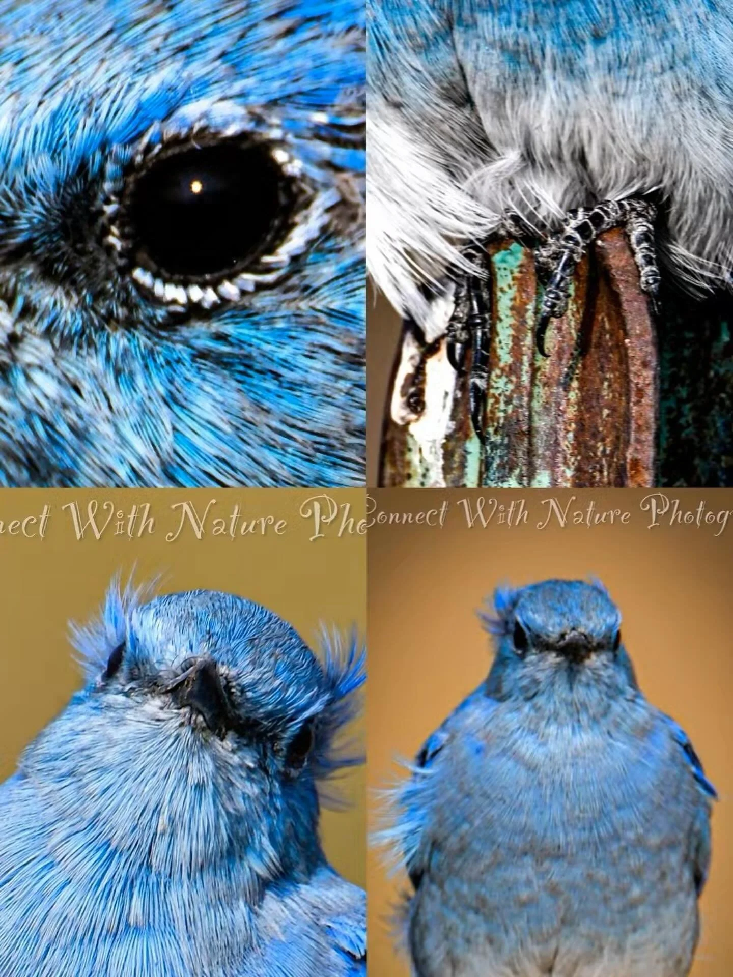 Cute little puffball