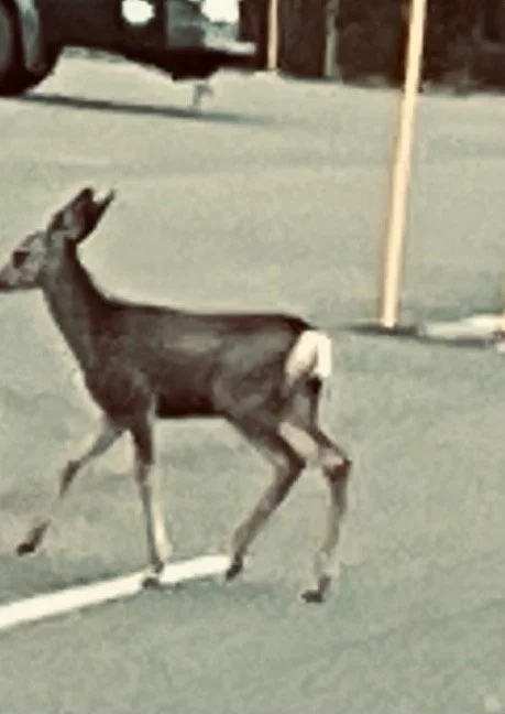 44.jpg