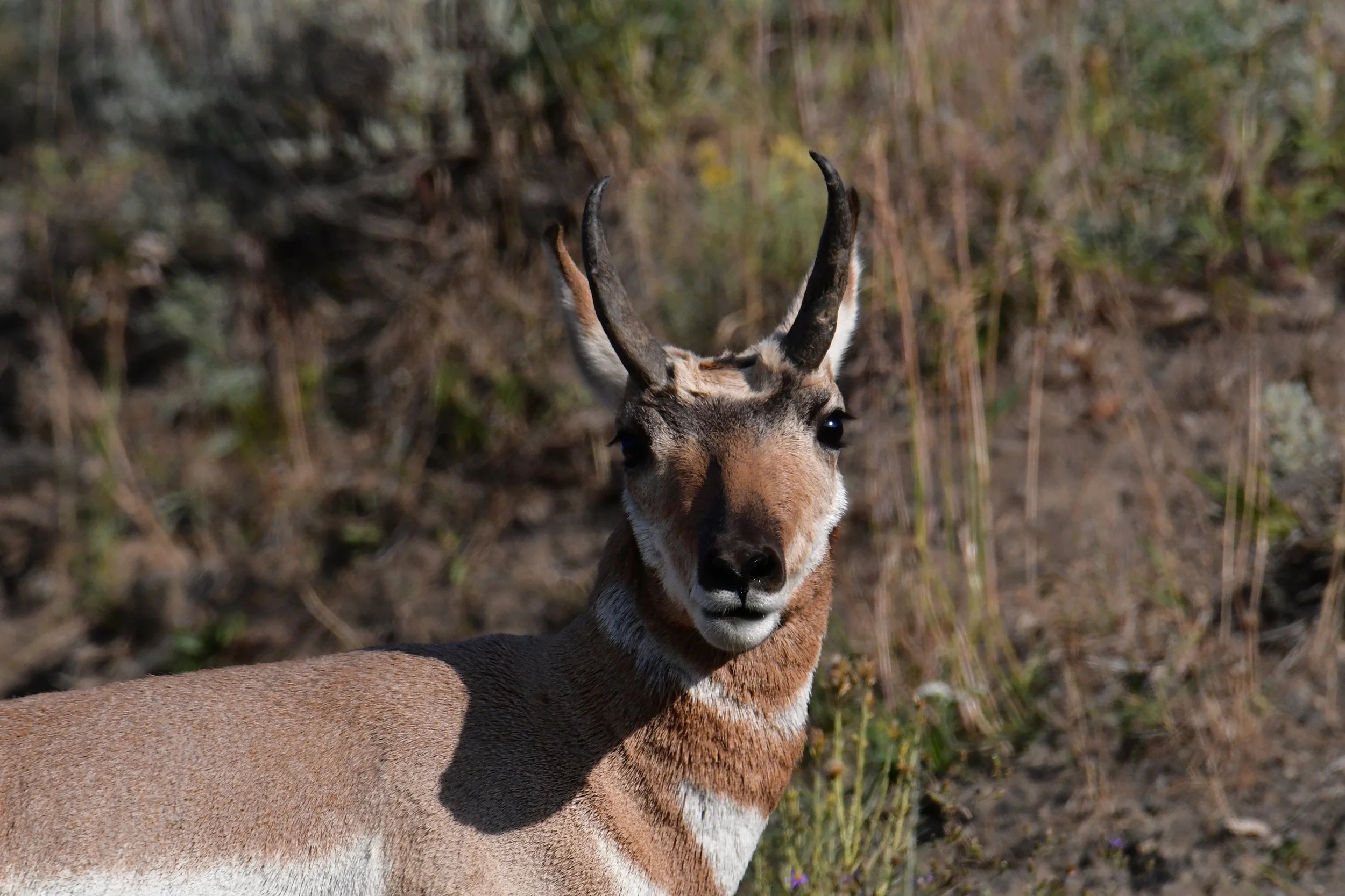 Yellowstone Experience