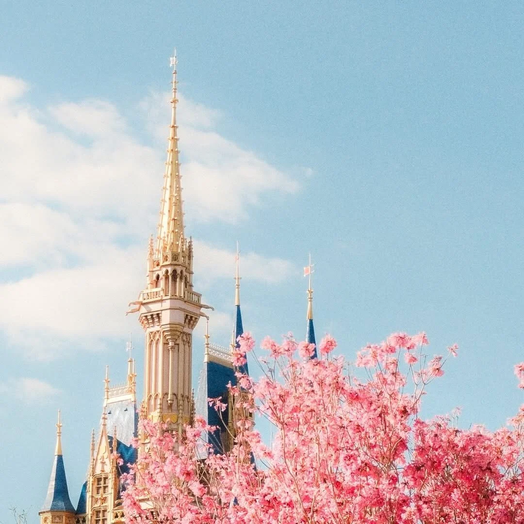 Disney castle surrounded by pink flowering trees under a blue sky with some clouds.