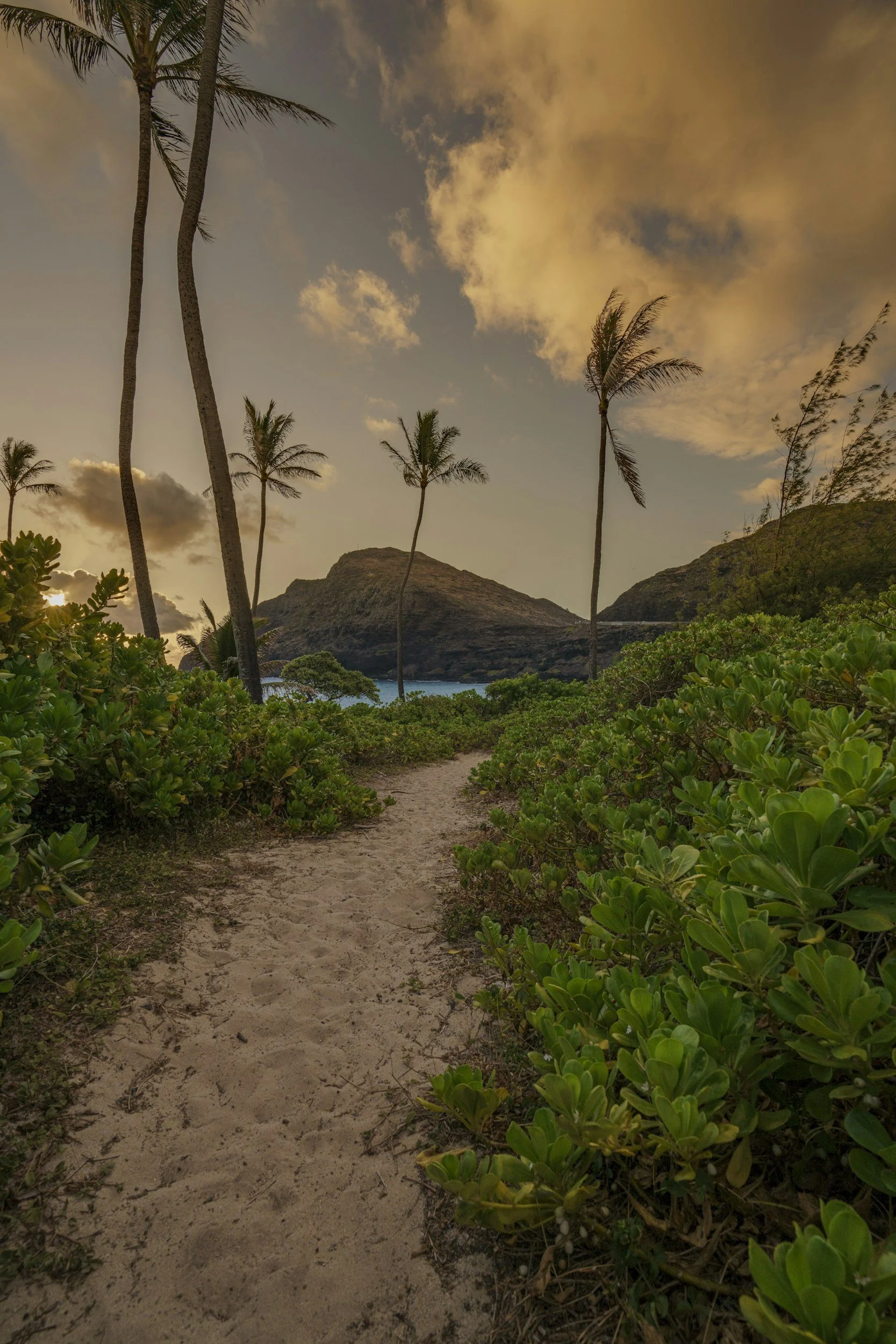 Palm-lined path to the beach on Oahu, Hawaii at sunset