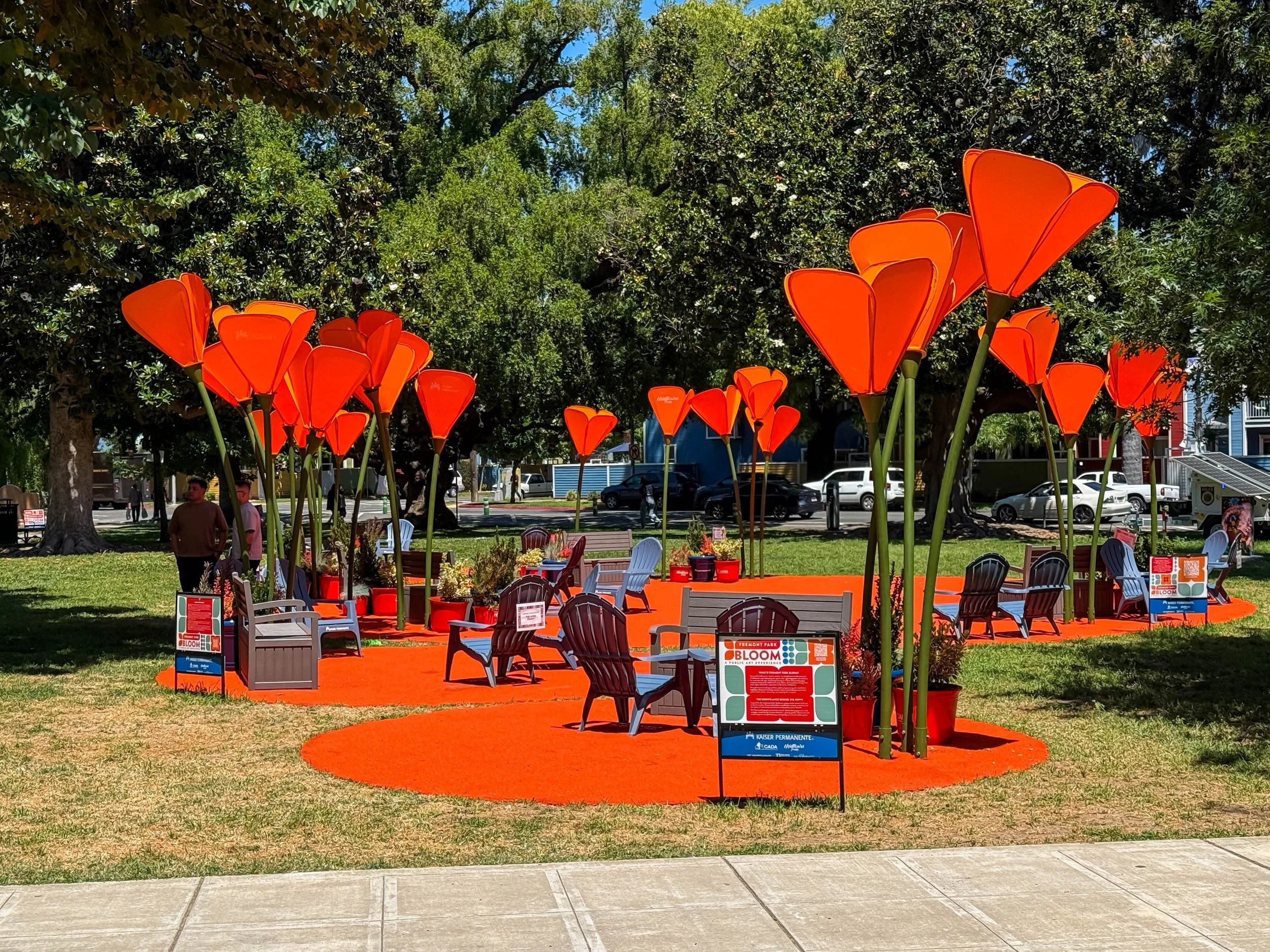 Fremont Park Bloom Brings Giant California Poppies to Midtown Sacramento