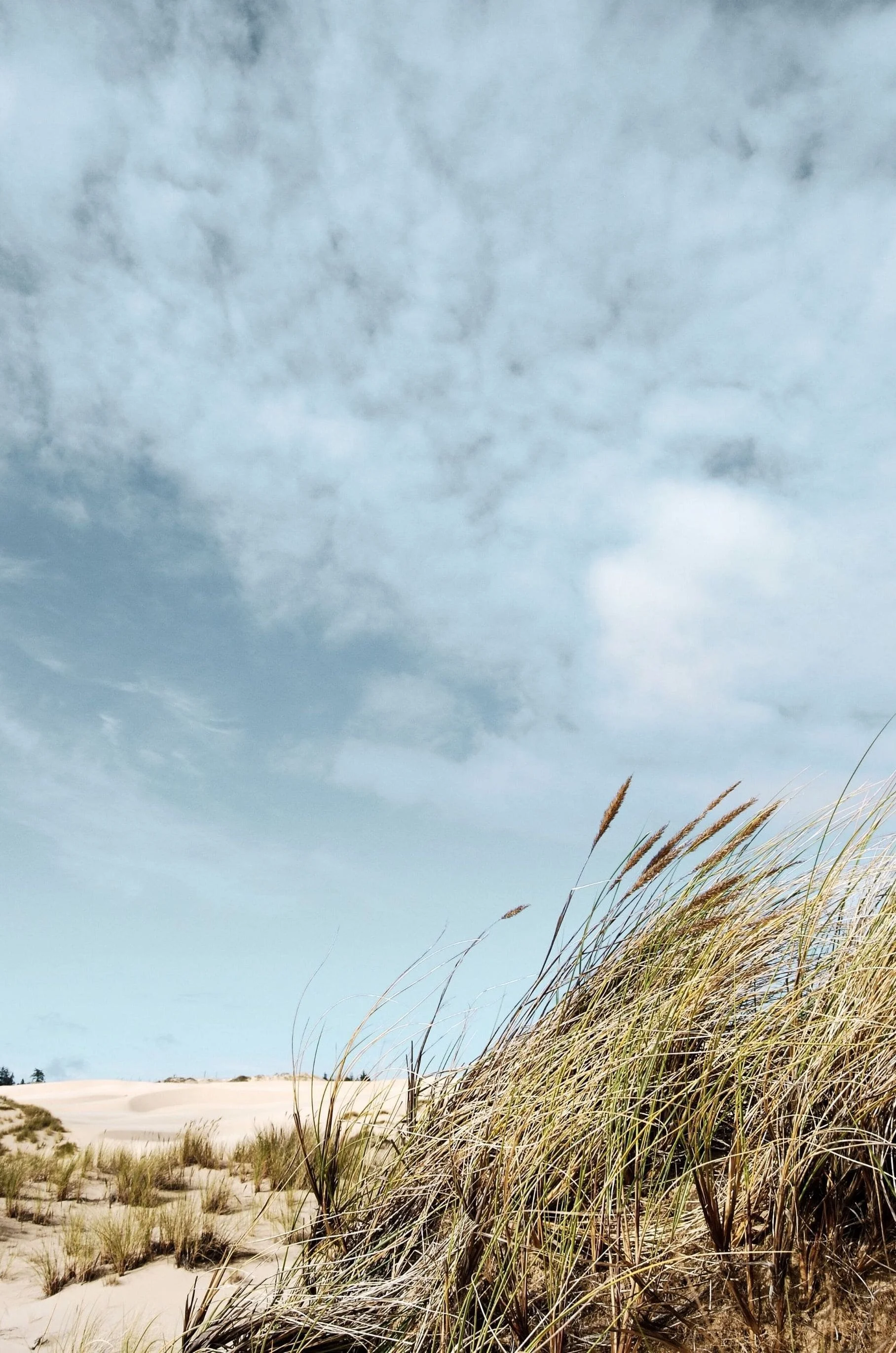 Beach plant blowing in the wind