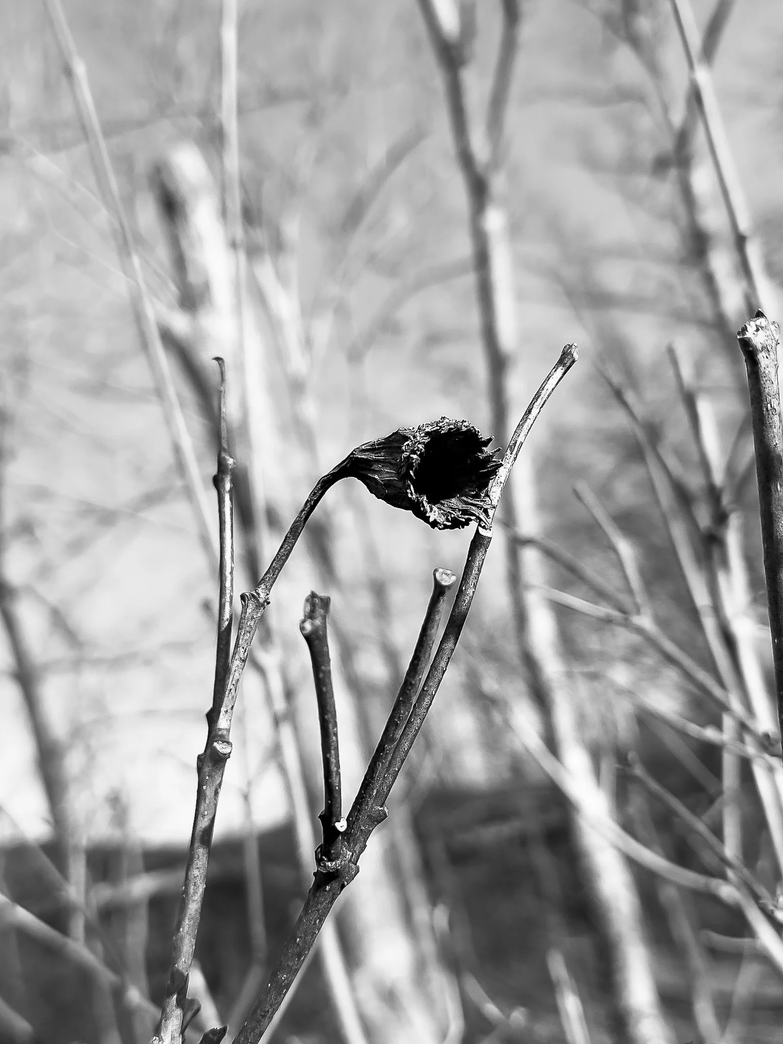 Empty 2
