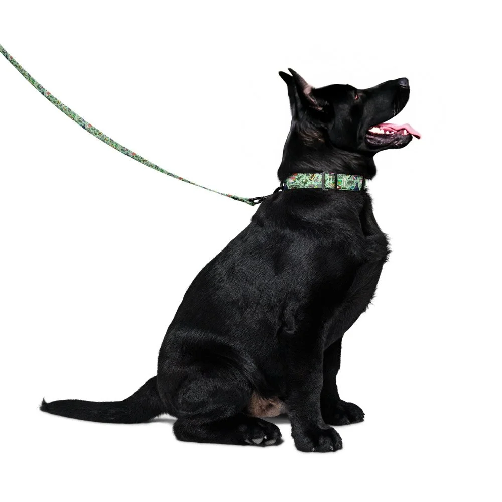 SJA collar & leash