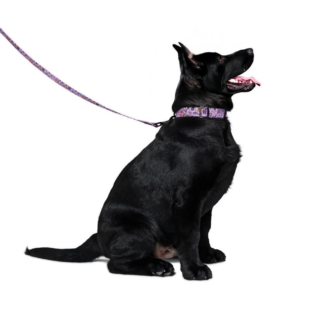 RKA pet collar & leash