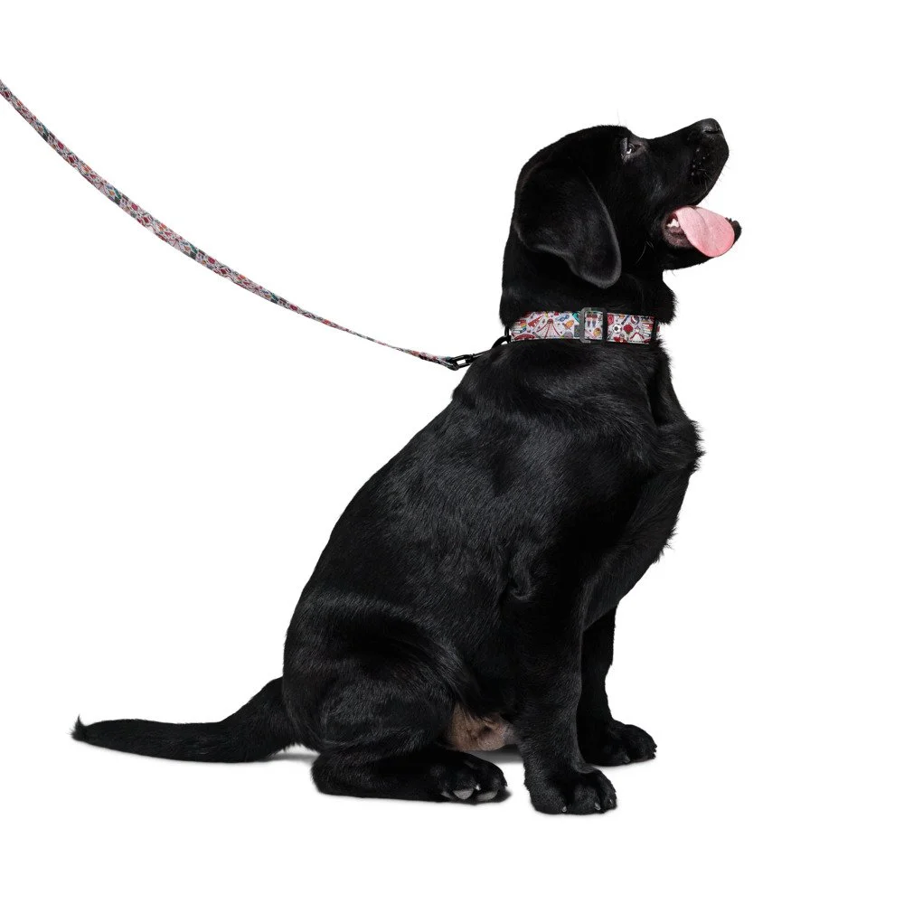 VIZ pet collar & leash