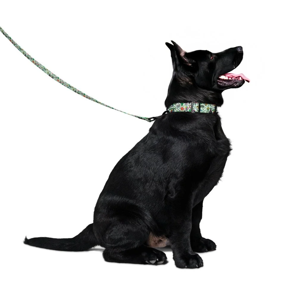NH pet collar & leash