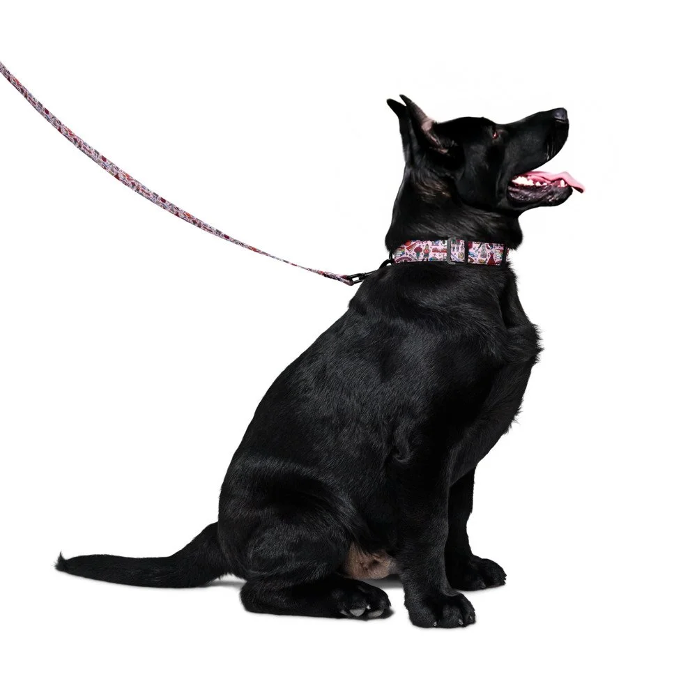 CJA pet collar & leash