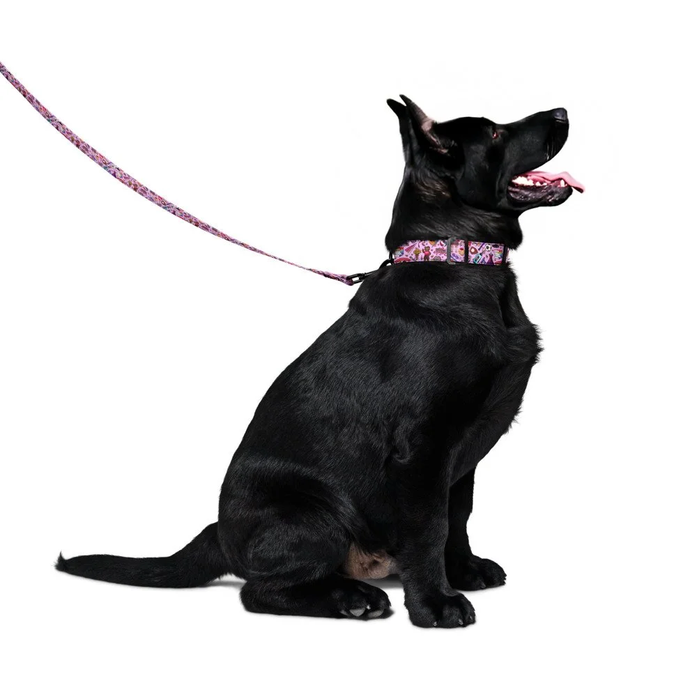 UA pet collar & leash