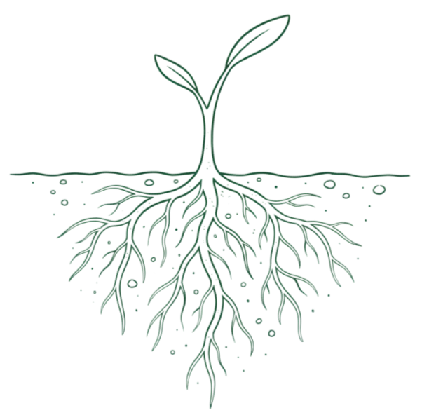 line drawing of roots