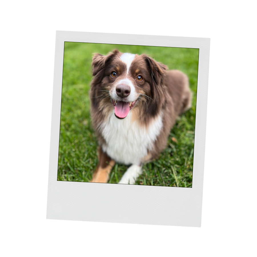 A smiling brown and white dog sitting on grass.