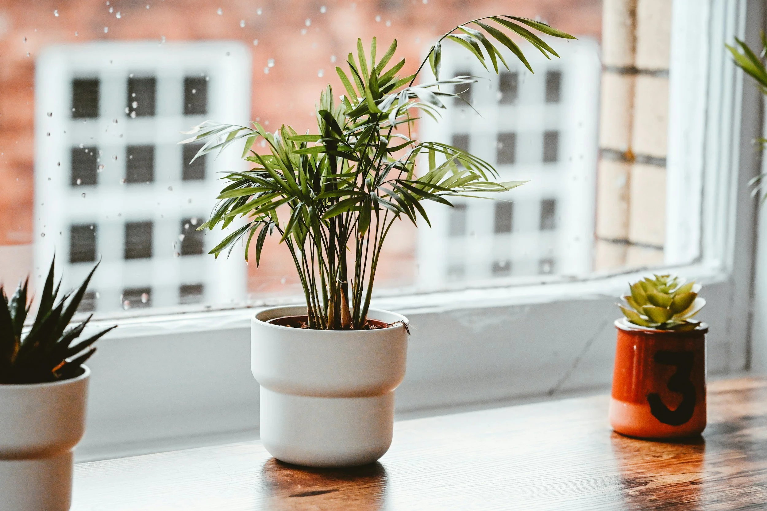Indoor potted plants on a wooden windowsill with rain outside.