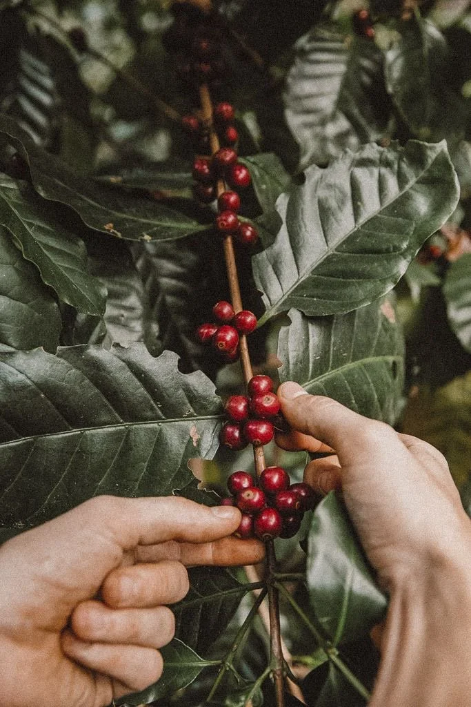 Sector Agro Costa Rica