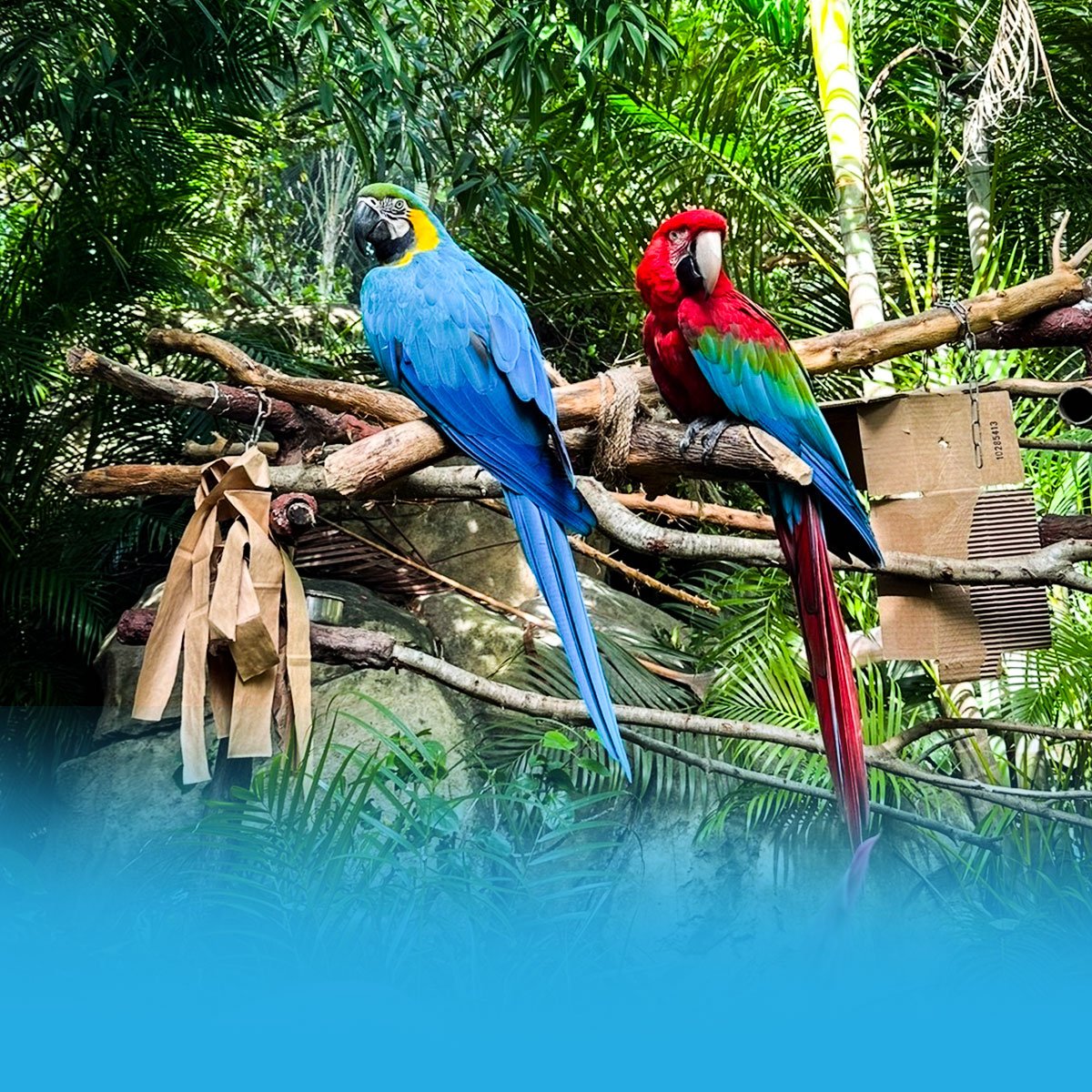 The Inside Squawk: Why a Feathered Friend 🦤 Might Be Your Best Move Yet