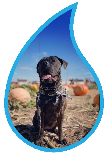 Ikaroa the Cane Corso