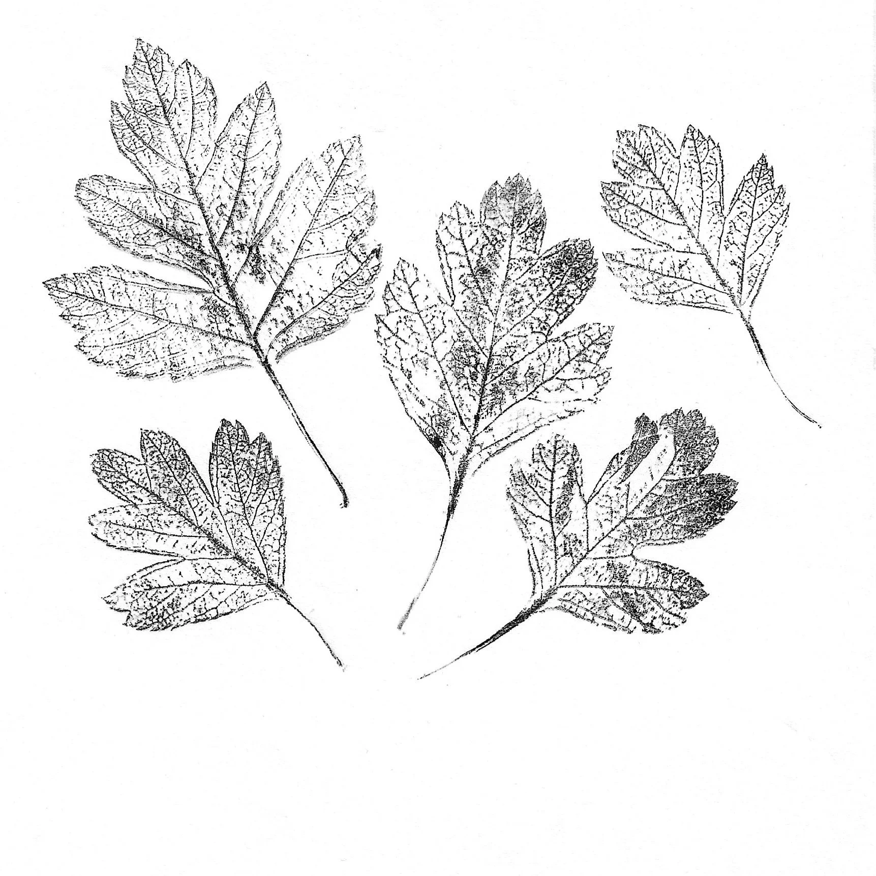 Botanical printing