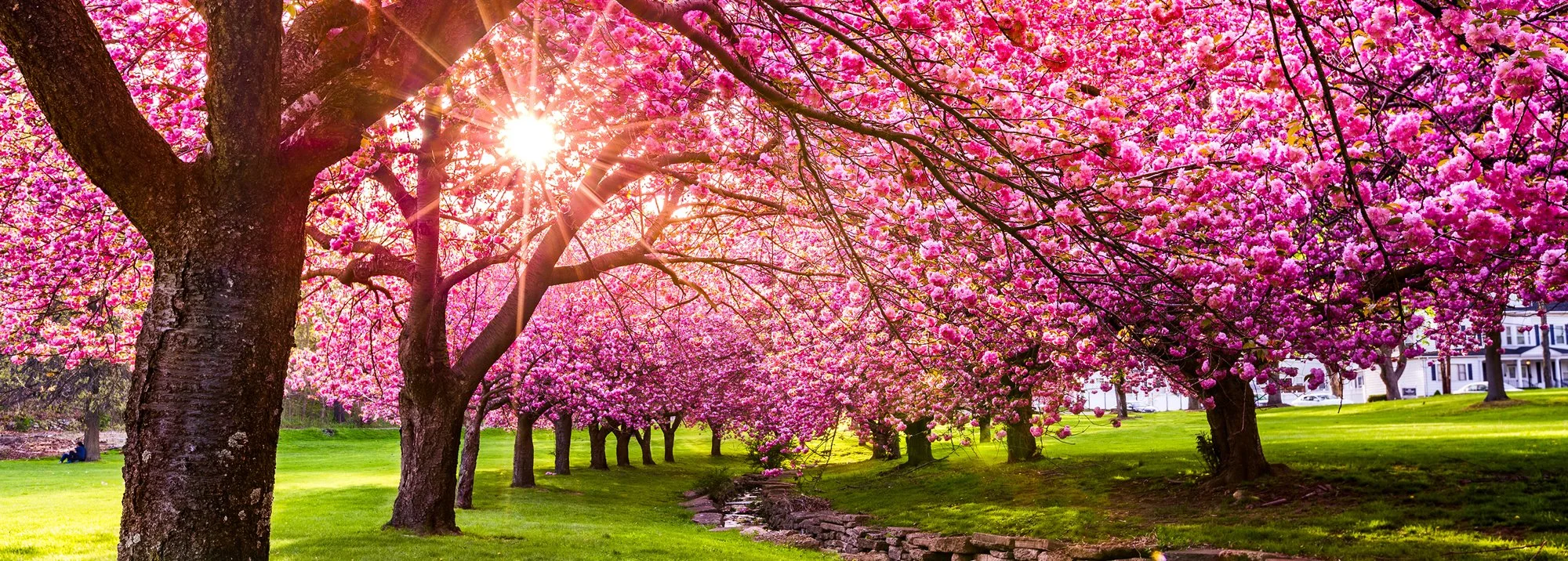 Spring Fever Certificate