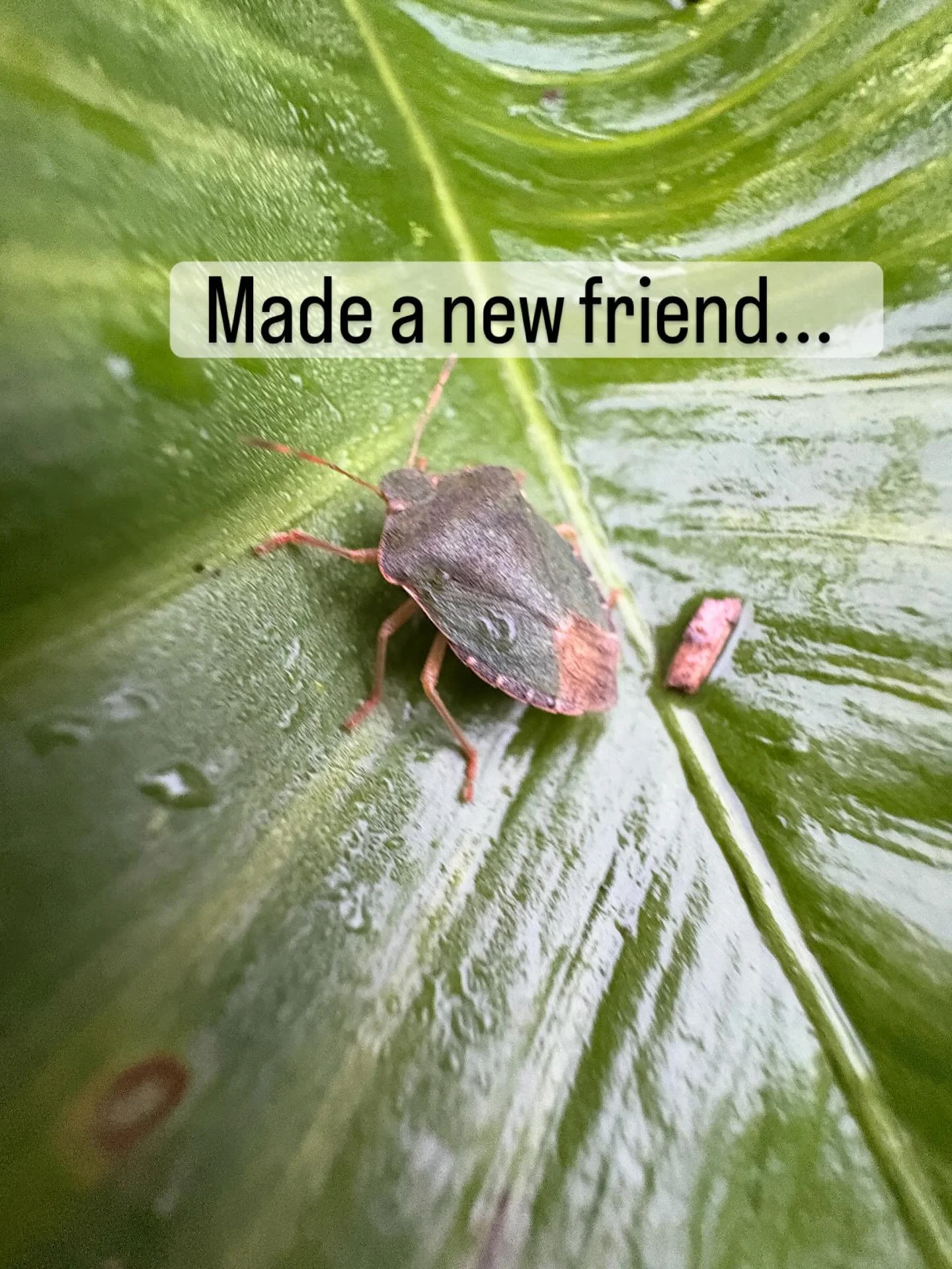 Made a new friend this morning... it reminded me of someone! Does anyone else live and breathe their stories?! @macmillankidsuk @nicolaobyrneillustration #LennyTheLemur #Poo!IsThatYou