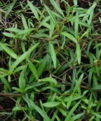 Screenshot_20260316-154604_Chrome (1)5.jpg