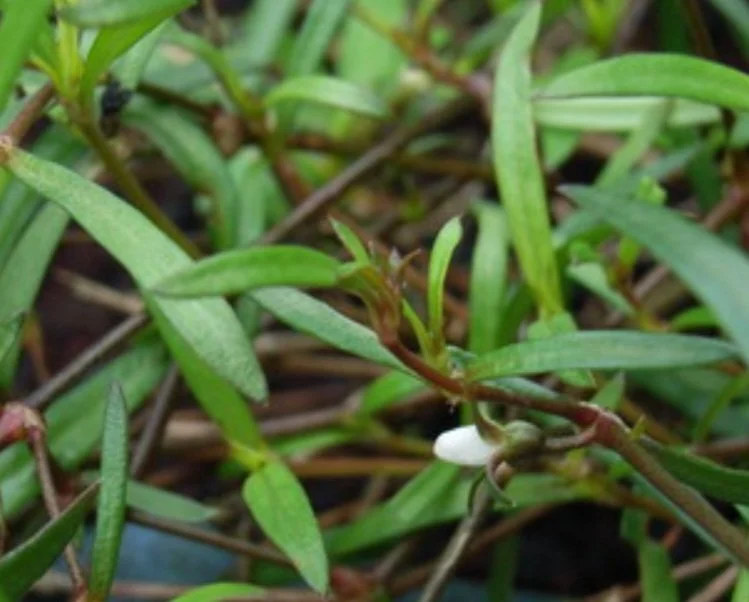 Screenshot_20260316-154604_Chrome (1)2.jpg